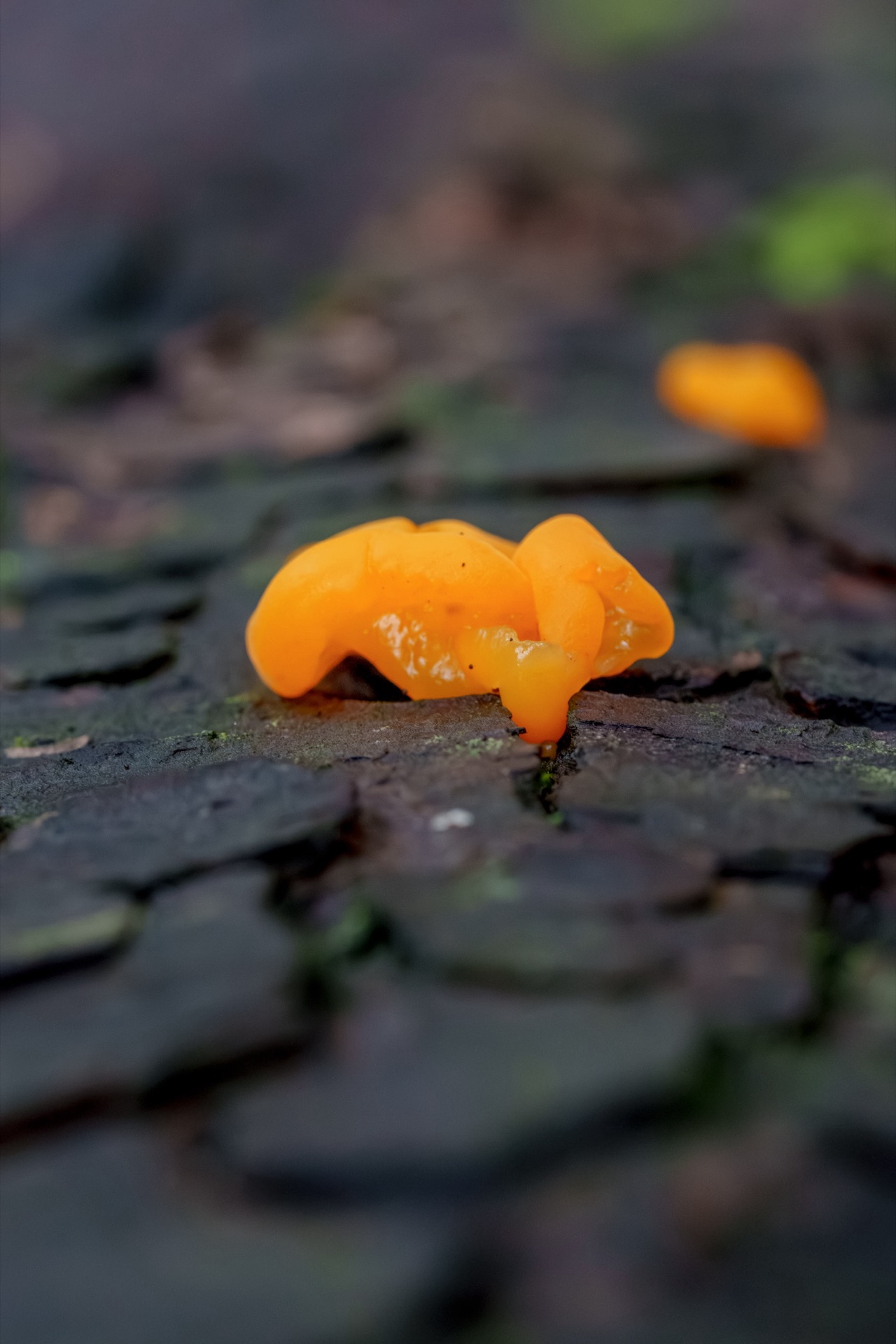 Orange jelly fungus on dark textured bark